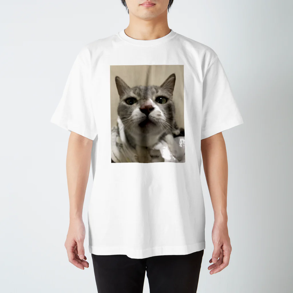 猫和尚のＴシャツ屋さんの猫が寄ってくるのです。 スタンダードTシャツ