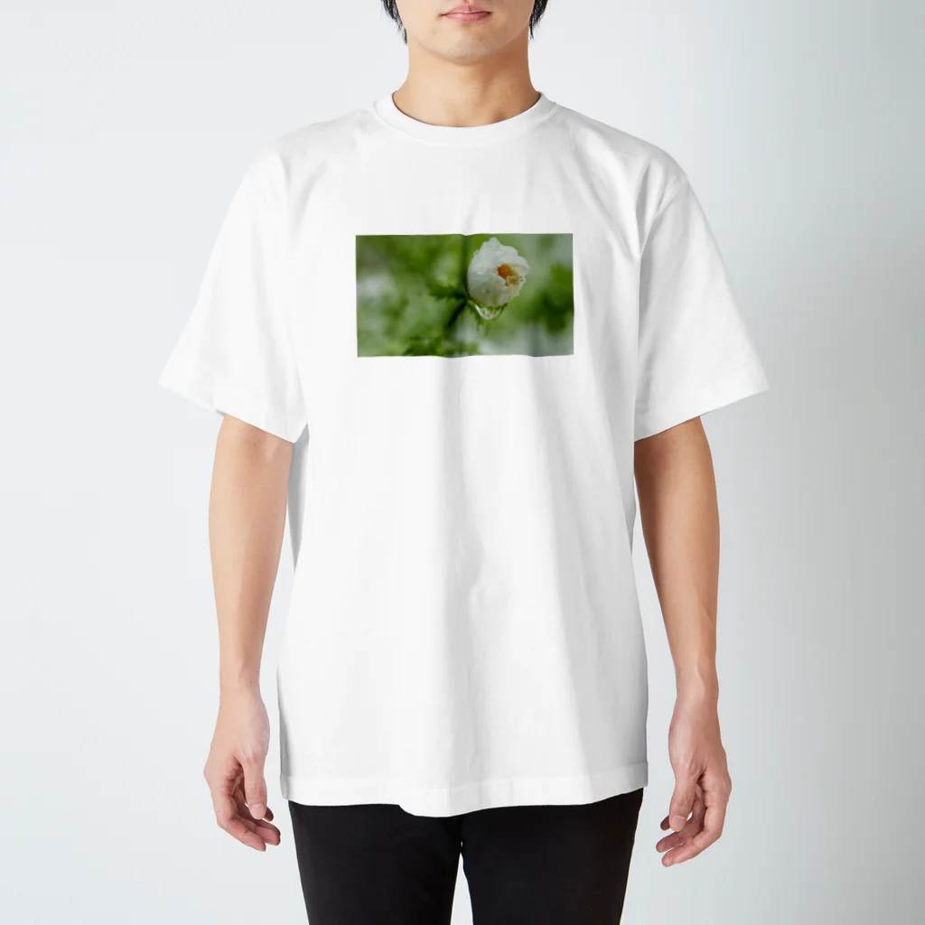 旅先pics📸の水が滴る白い花の蕾 スタンダードTシャツ