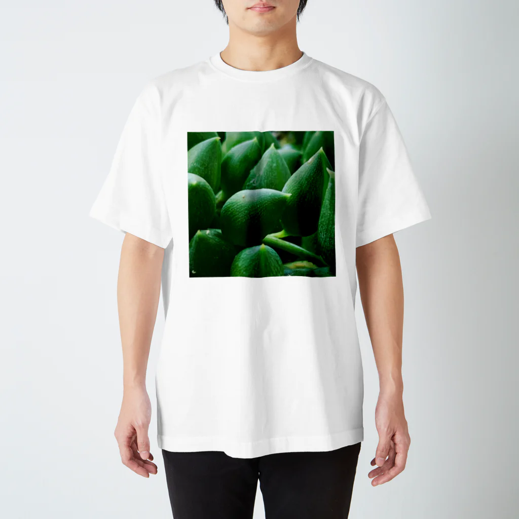 03damono🇯🇵の多肉植物 スタンダードTシャツ