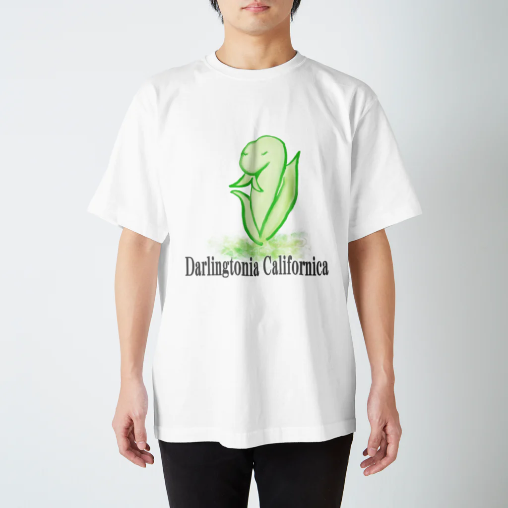 天使のやすらぎのDarlingtonia Californica スタンダードTシャツ