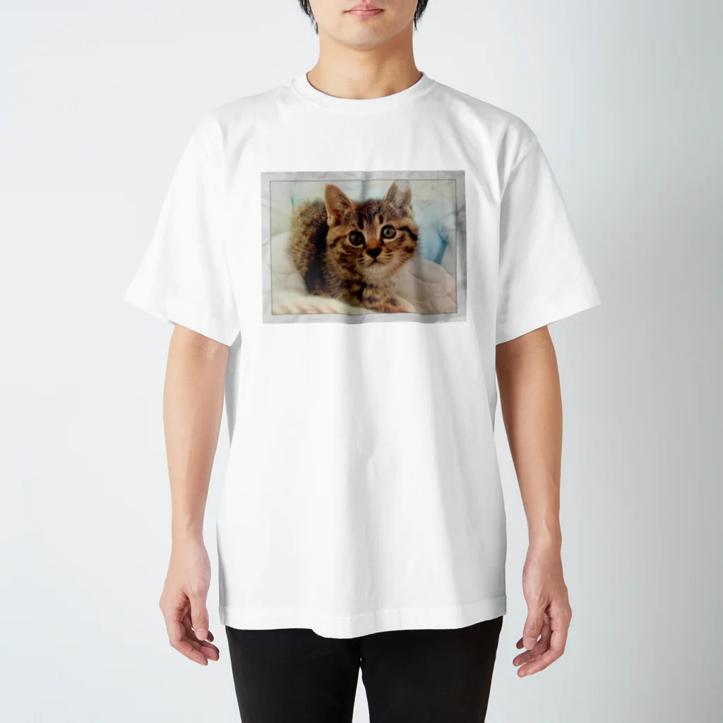 Maipinekoの保護猫ぽん様 スタンダードTシャツ