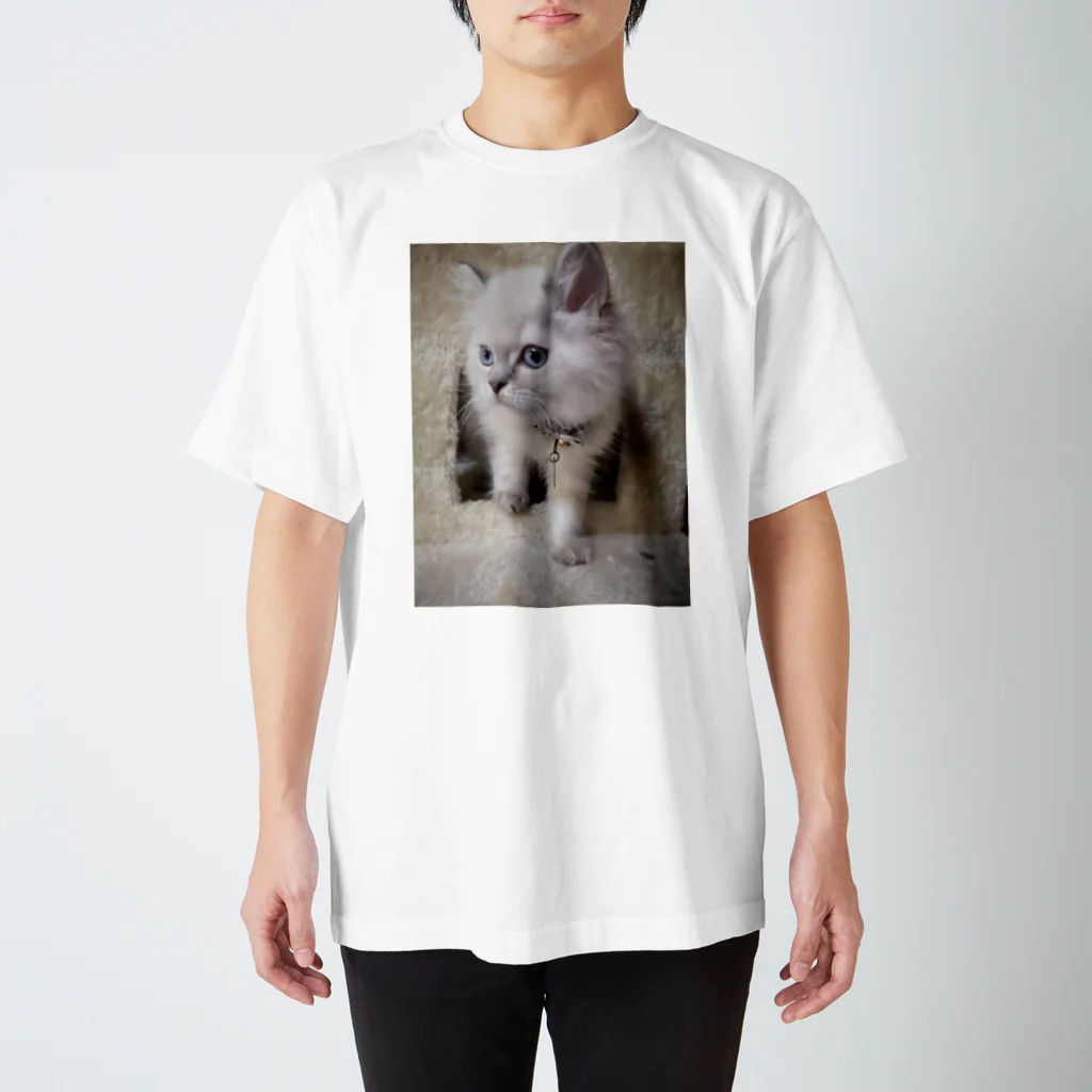 Elfi, Cherie, Felicia, Asher, Bae&Ameliaのサイベリアンの子猫(ブルーポイント) スタンダードTシャツ