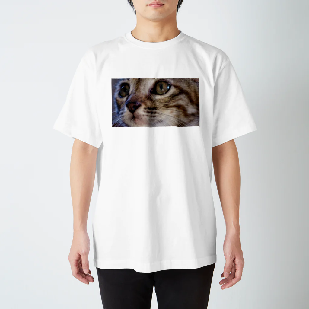 天然極楽鳥のこねこ スタンダードTシャツ