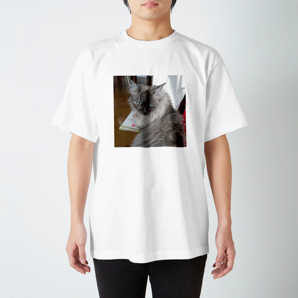 小圷のうちの猫 スタンダードTシャツ