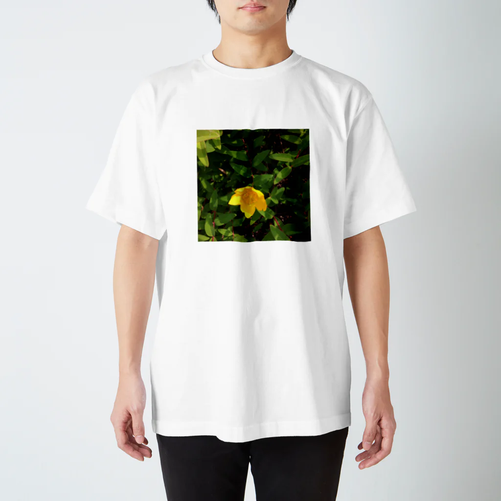 Haru “Casade Verde”のヒペリカムヒドコート スタンダードTシャツ