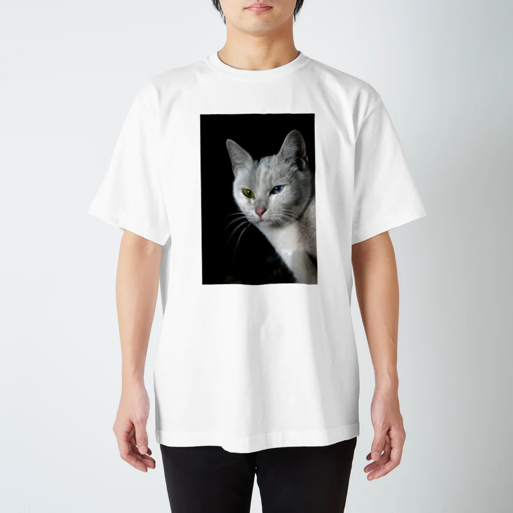 シッポ追いの猫写真店のオッドアイ スタンダードTシャツ