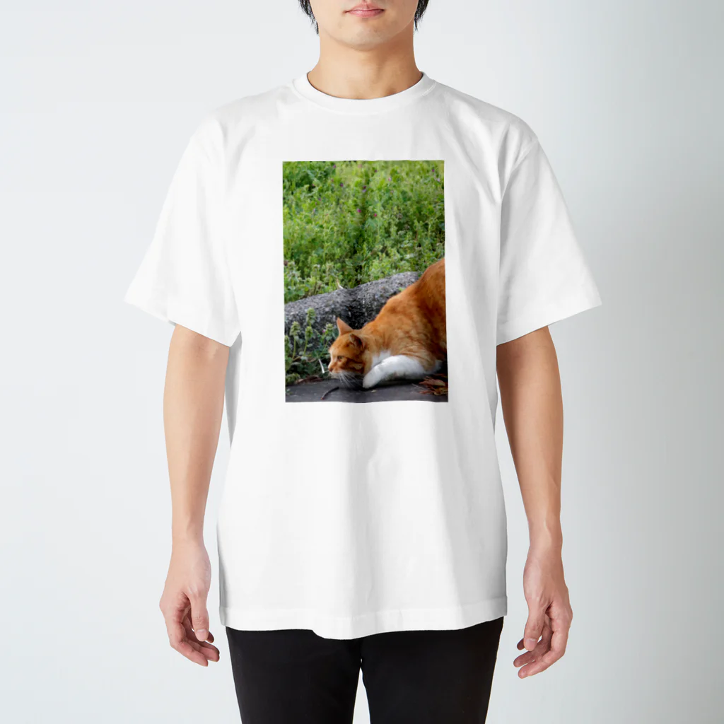 シッポ追いの猫写真店のロックオン！ スタンダードTシャツ