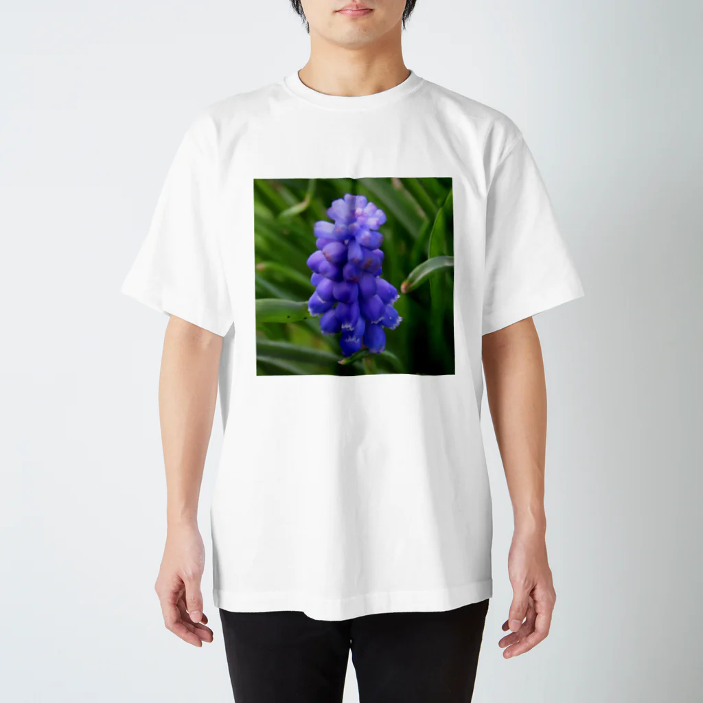 でおきしりぼ子の実験室のMuscari botryoides(1:1) スタンダードTシャツ