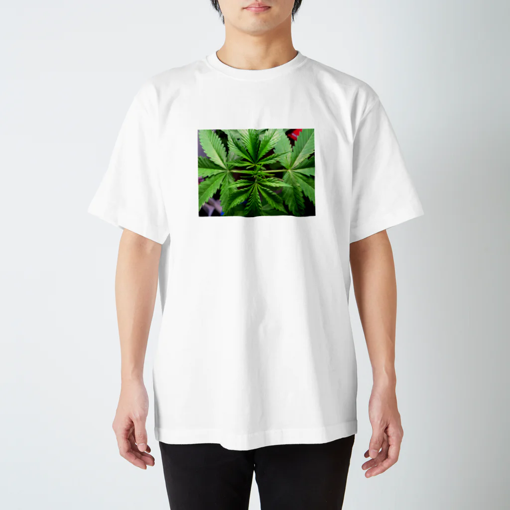 焚麻🇨🇦大麻起業家を目指すパパ大学生のテスト スタンダードTシャツ