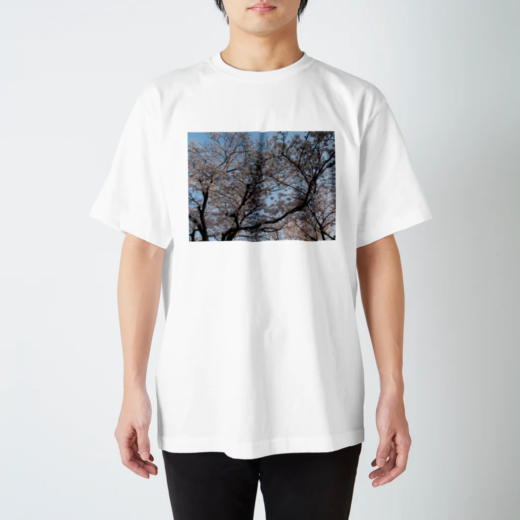 愛自然写真の桜と空 スタンダードTシャツ