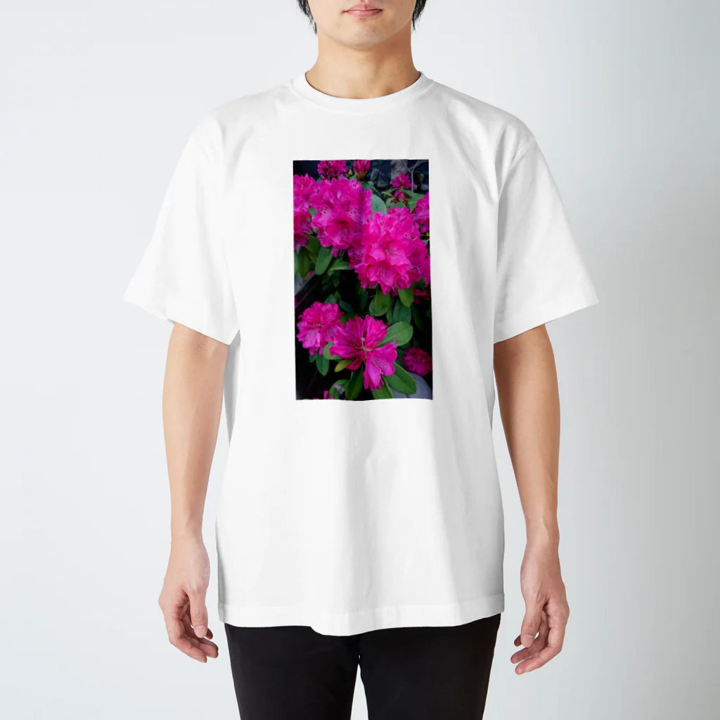 ふぃろの赤い花の写真 スタンダードTシャツ