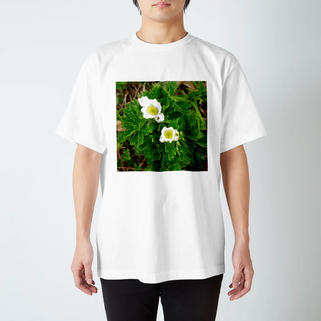 asako=niagaraの植物図鑑 ハクサンイチゲ スタンダードTシャツ