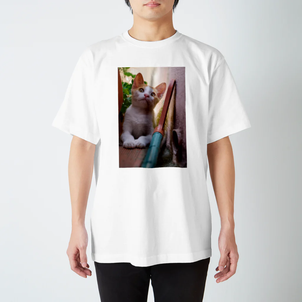 猫写真家「むに」のアトリエの見上げる子猫ちゃん スタンダードTシャツ