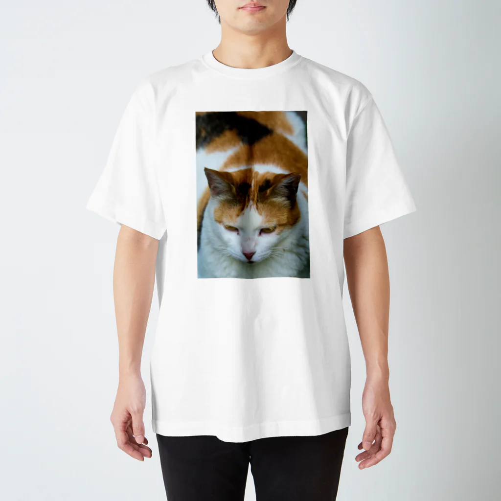 猫写真家「むに」のアトリエの三毛猫どーん スタンダードTシャツ
