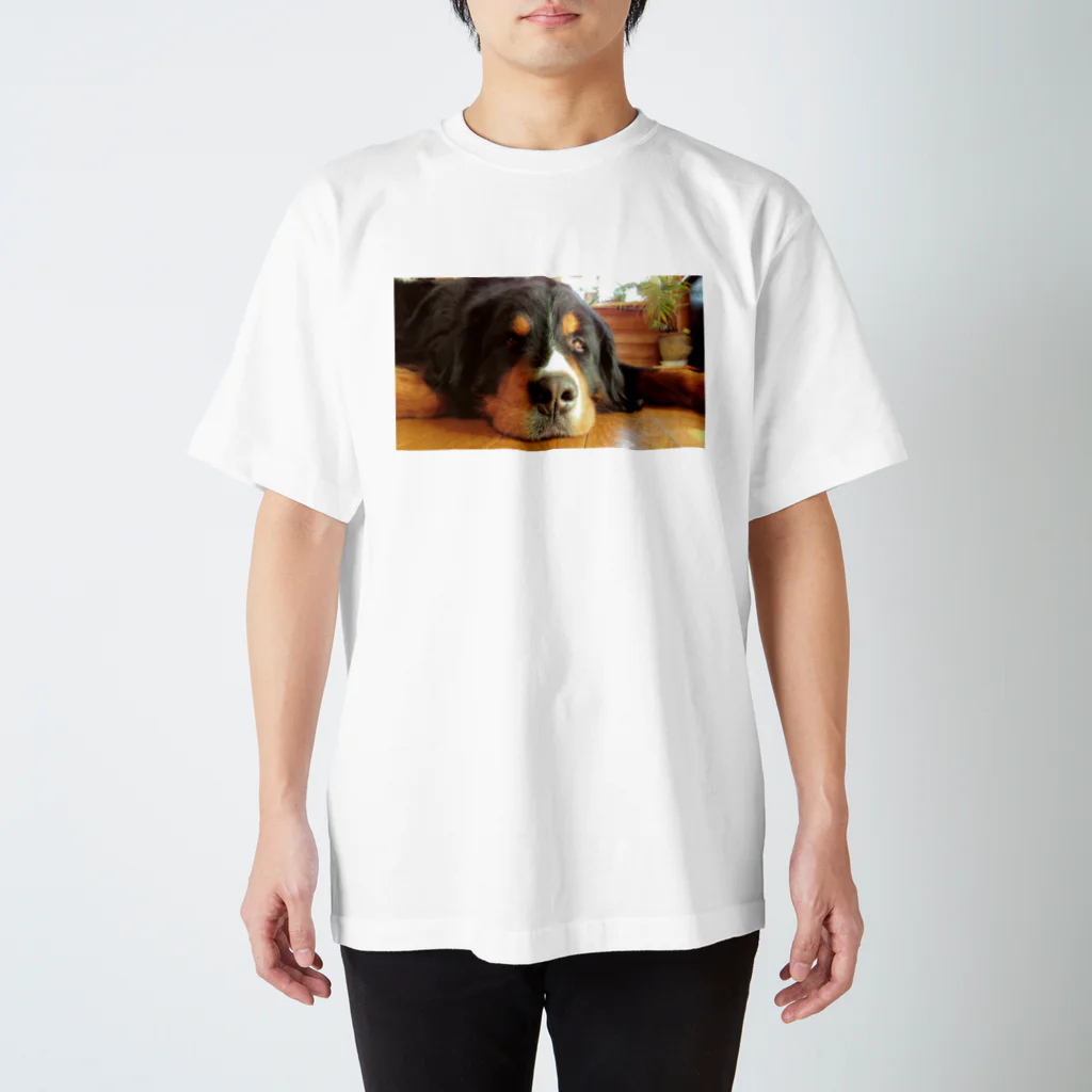 Colomocooo!!のBernese Mountain Dog 1 スタンダードTシャツ