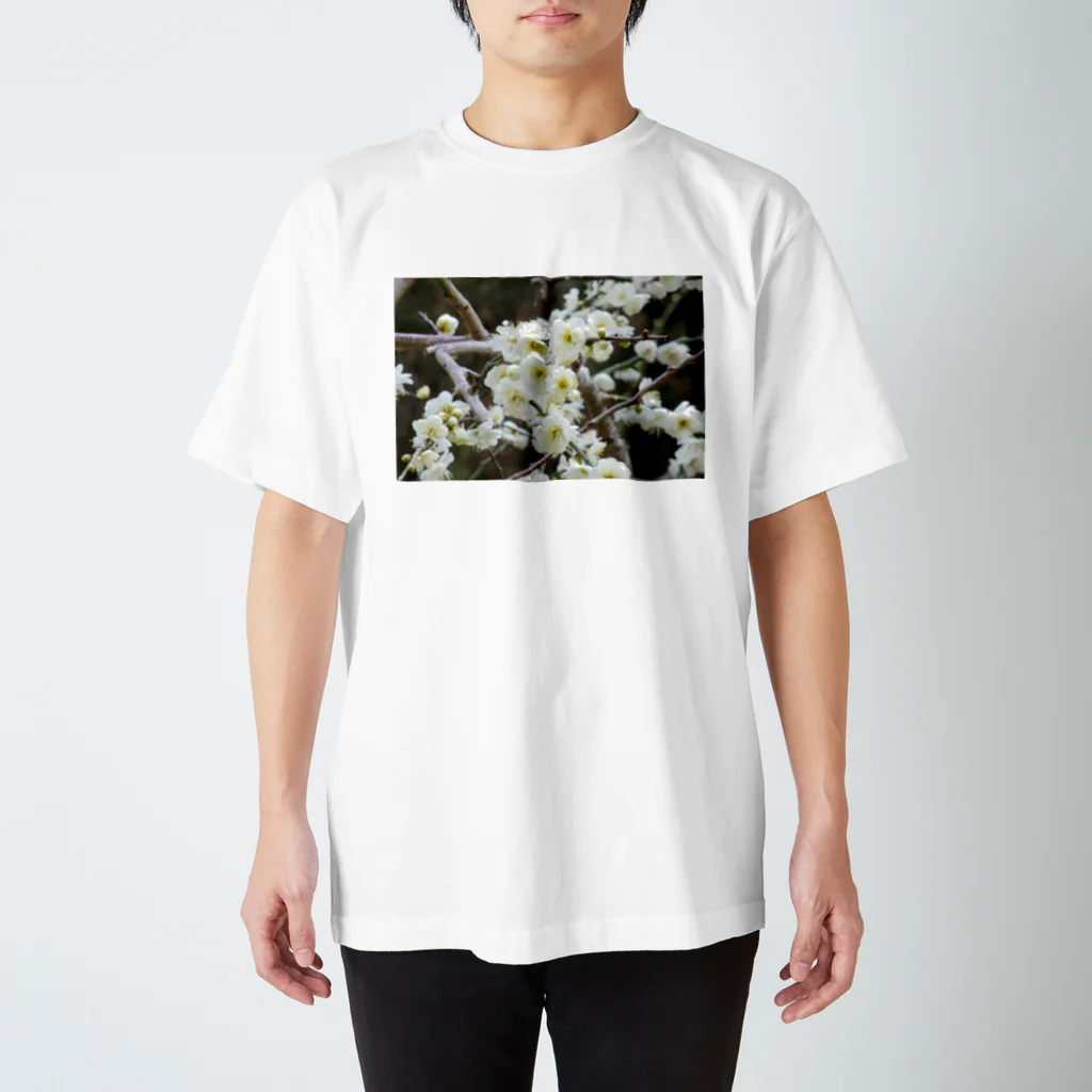 Kazuphotoの早春の白梅　Japanese apricot flower in February スタンダードTシャツ