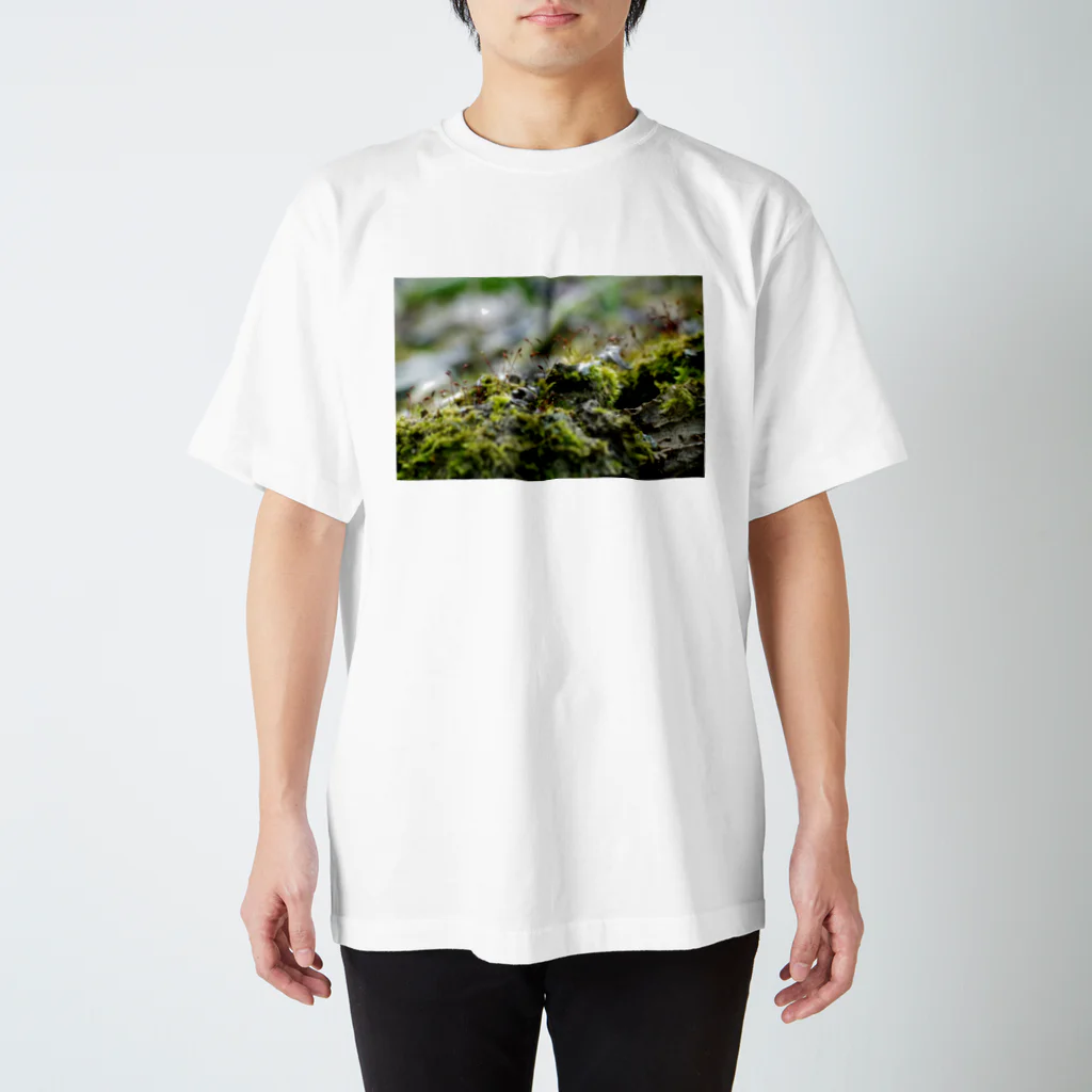 ﾛｯﾄﾓｰﾝﾄの苔むした スタンダードTシャツ