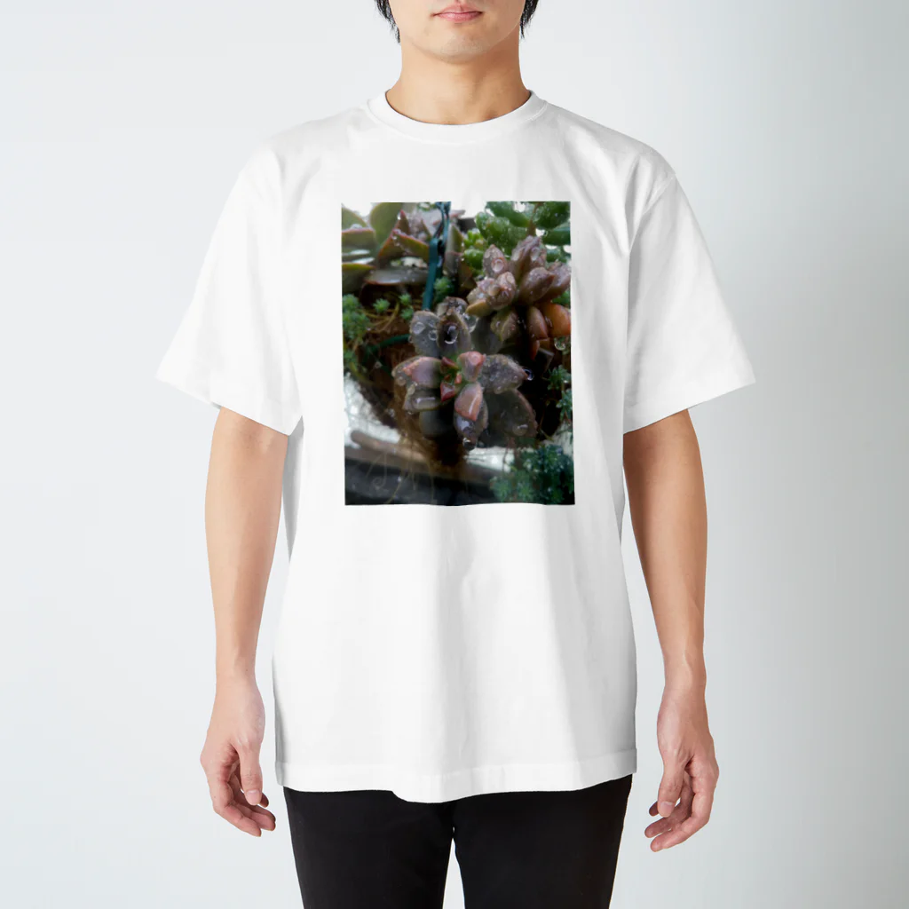 ミクロの雨の中の多肉植物 Regular Fit T-Shirt