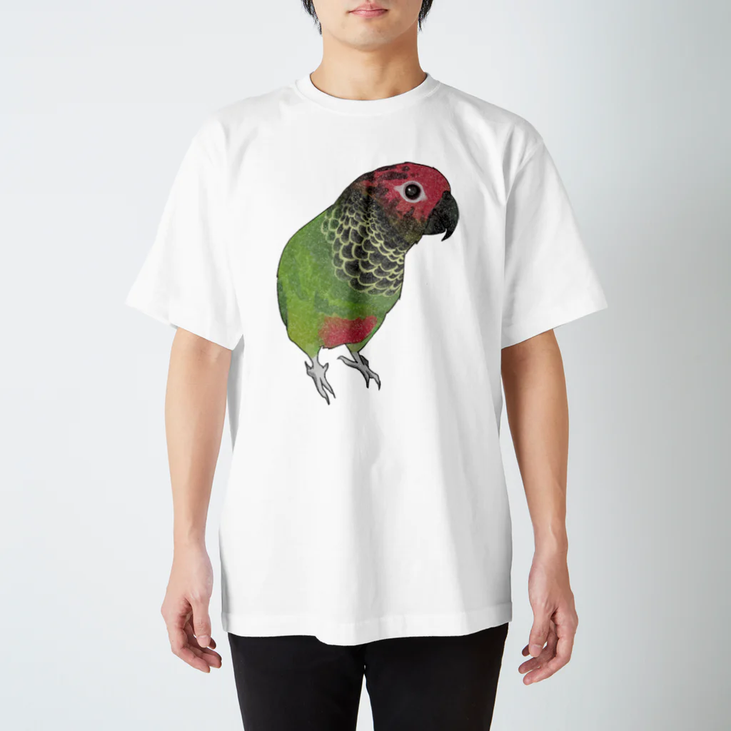 まめるりはことりの可愛いバライロビタイウロコインコちゃん【まめるりはことり】 スタンダードTシャツ