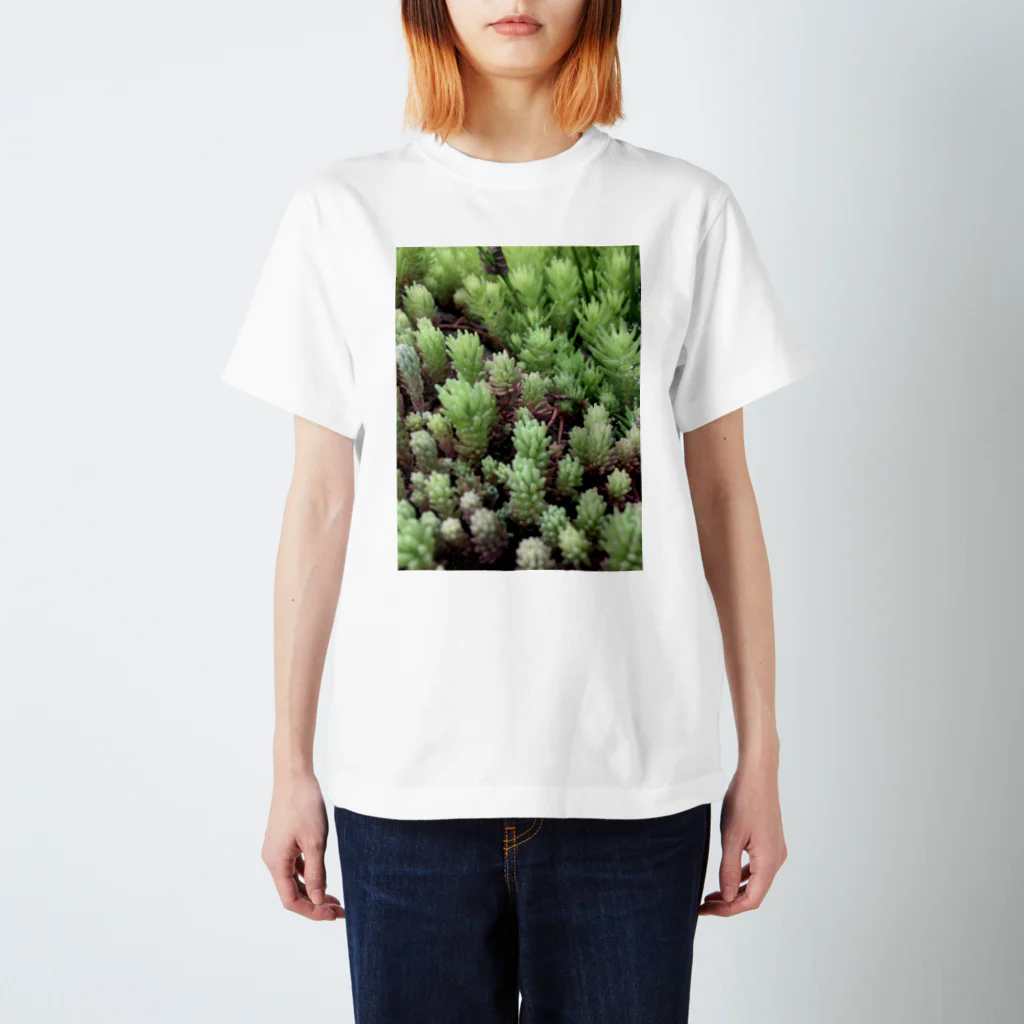 piroskaの野生の多肉植物 スタンダードTシャツ