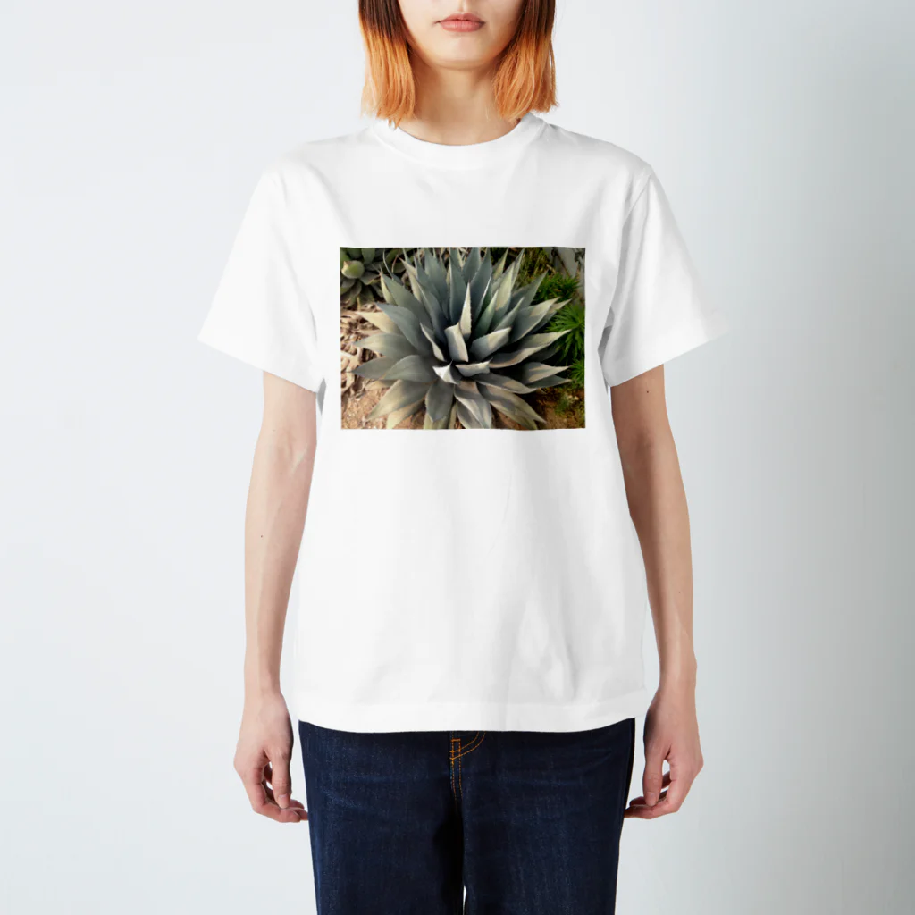 PalmHealingのアガベ スタンダードTシャツ