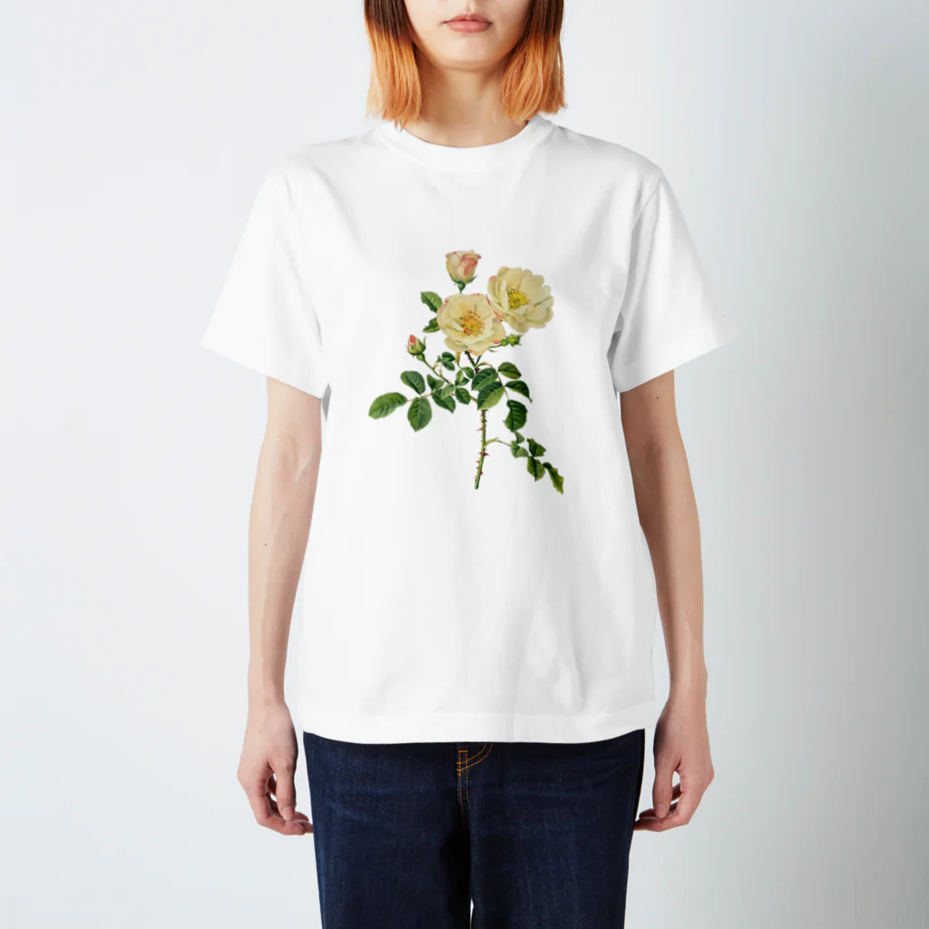 古書　天牛書店の薔薇図鑑より＜ボタニカルアート＞ スタンダードTシャツ