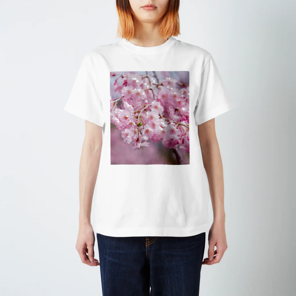 akane_art（茜音工房）の癒しの風景（八重桜） スタンダードTシャツ