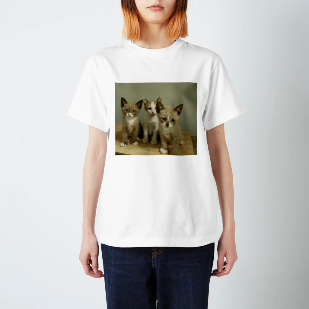 nekosukihentaiの3兄弟ネコ スタンダードTシャツ