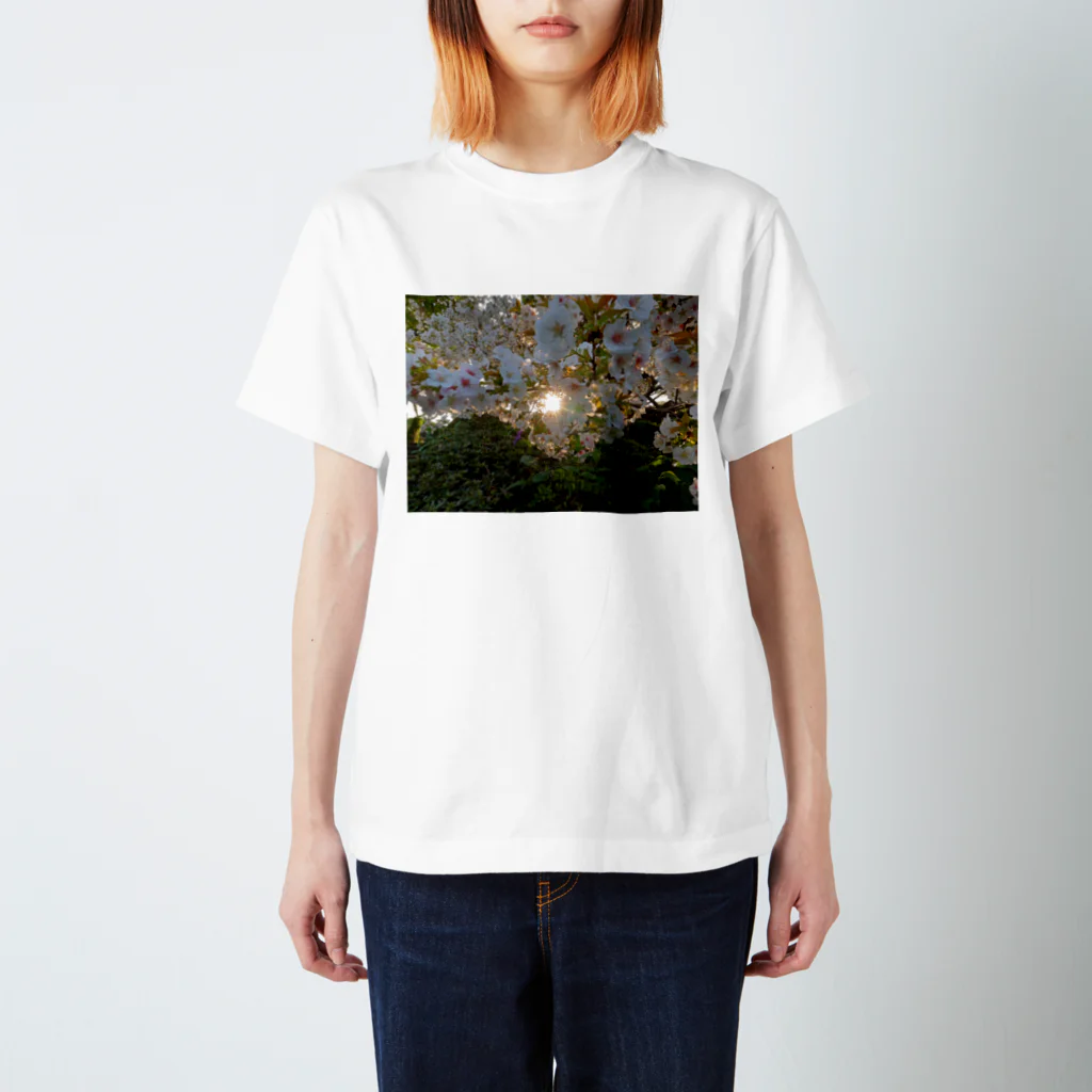 nokkccaの桜満開 - Backlit Sakura - スタンダードTシャツ