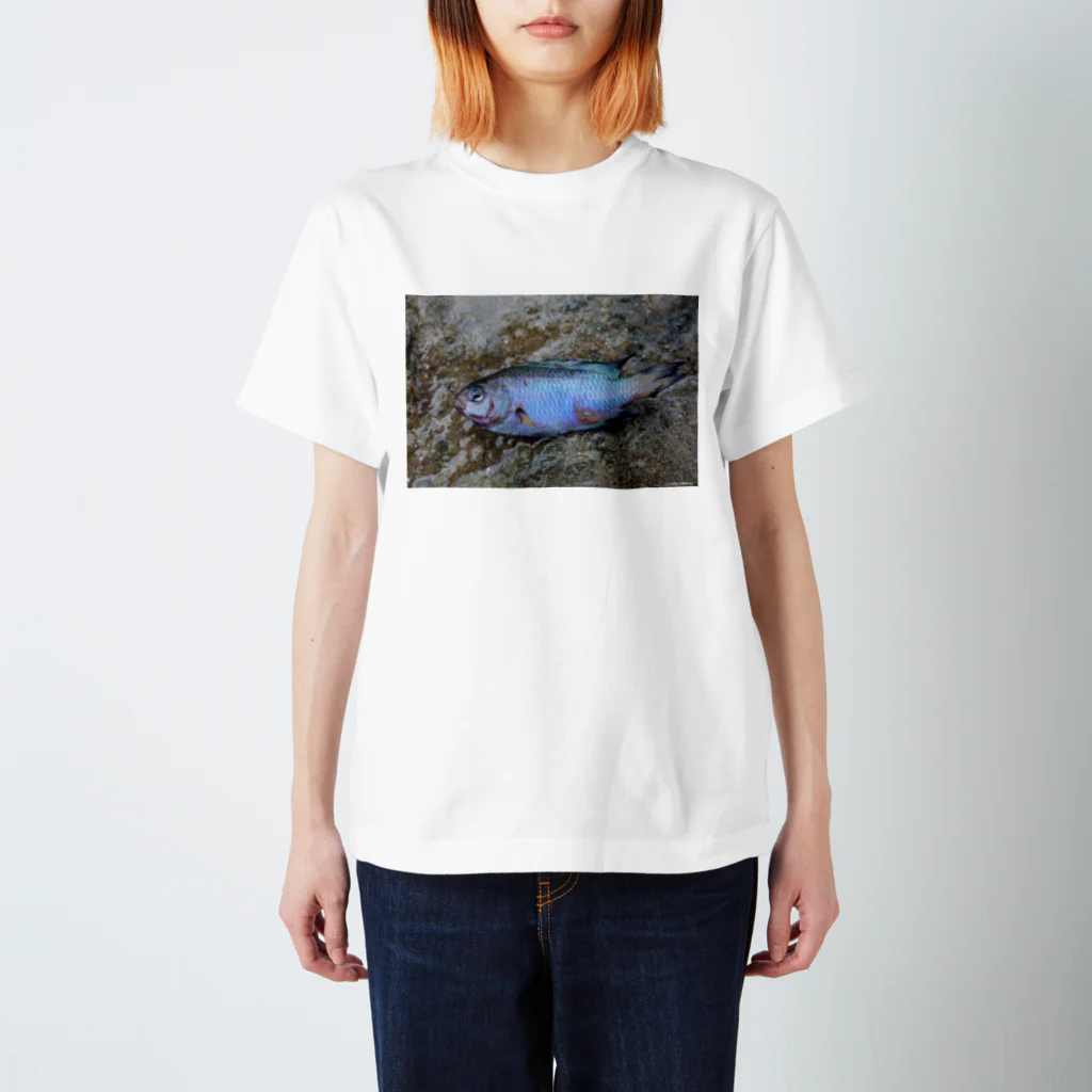 Aiko Nakanoの死んだ魚の目_ソラスズメダイ_20180825_0613' スタンダードTシャツ