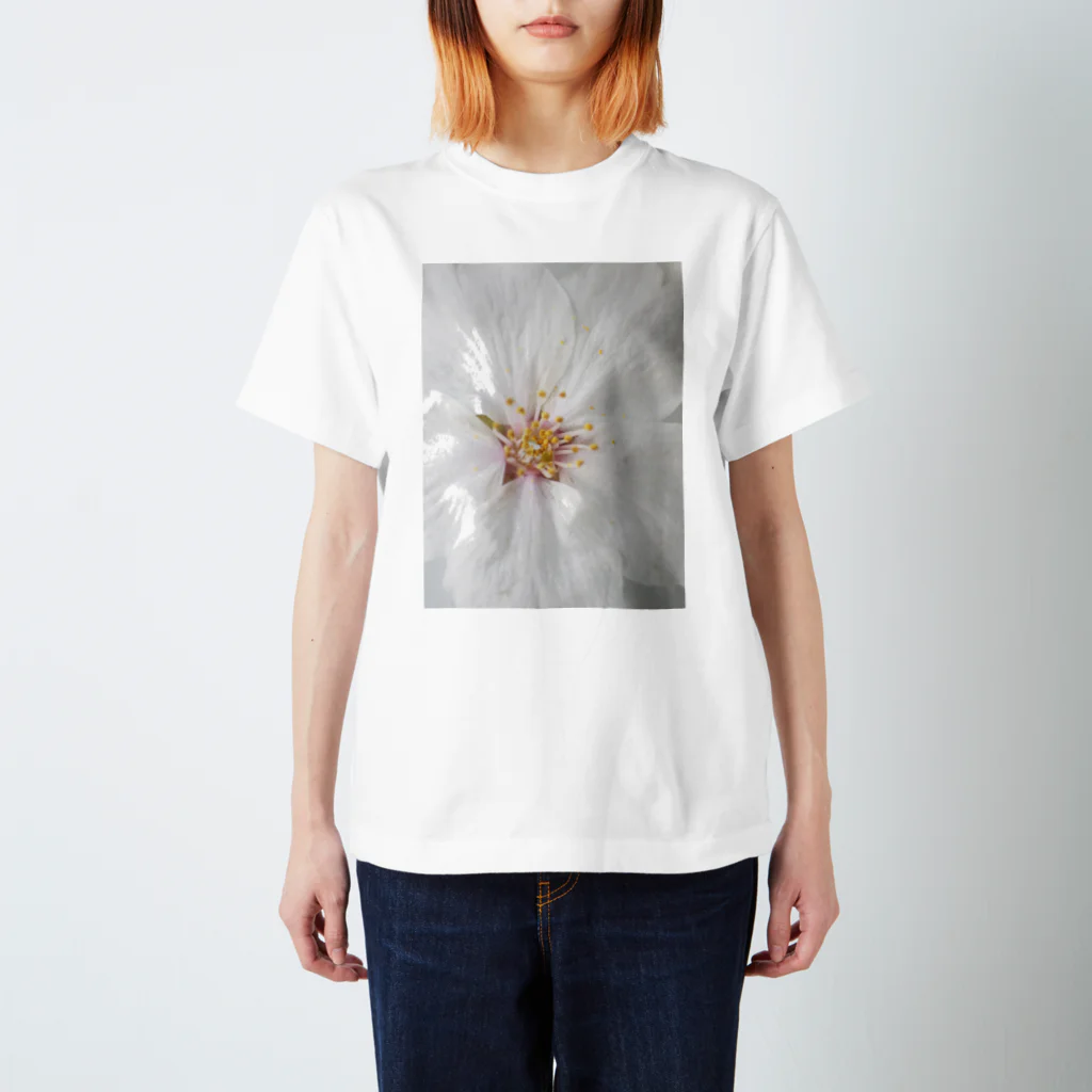 lumièreー光の桜Ⅳ スタンダードTシャツ