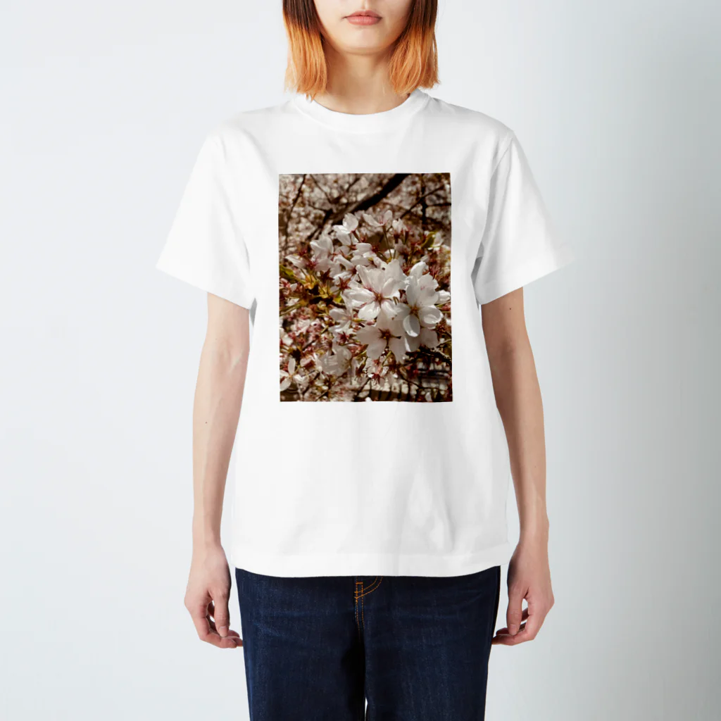 koikoi shop@suzuri店のおもいでのなかの桜 スタンダードTシャツ