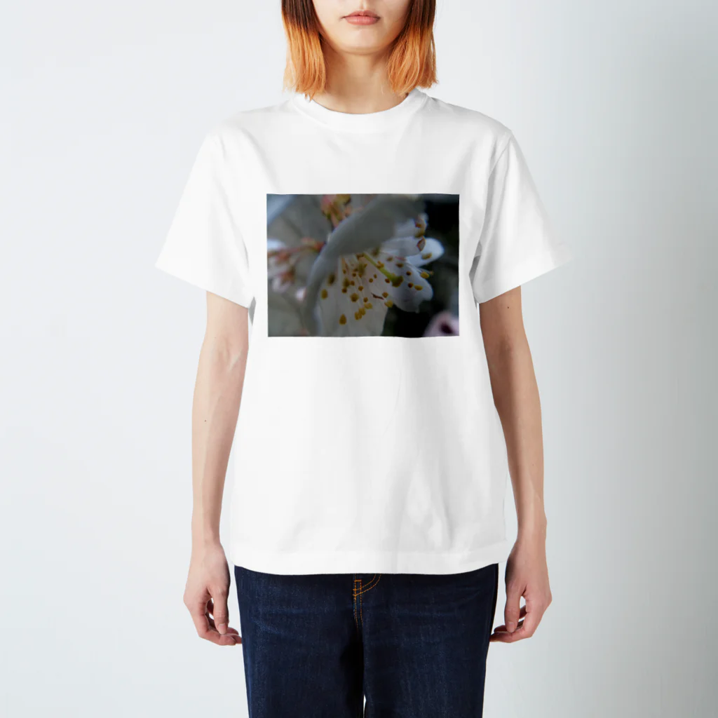 kokoroの彼岸桜 スタンダードTシャツ