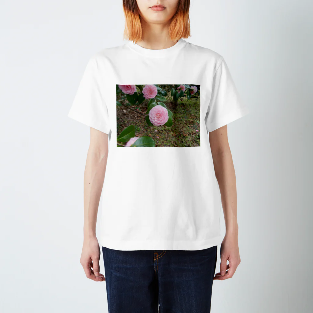 fun timeのPale pink camelia blooming　カメリア スタンダードTシャツ