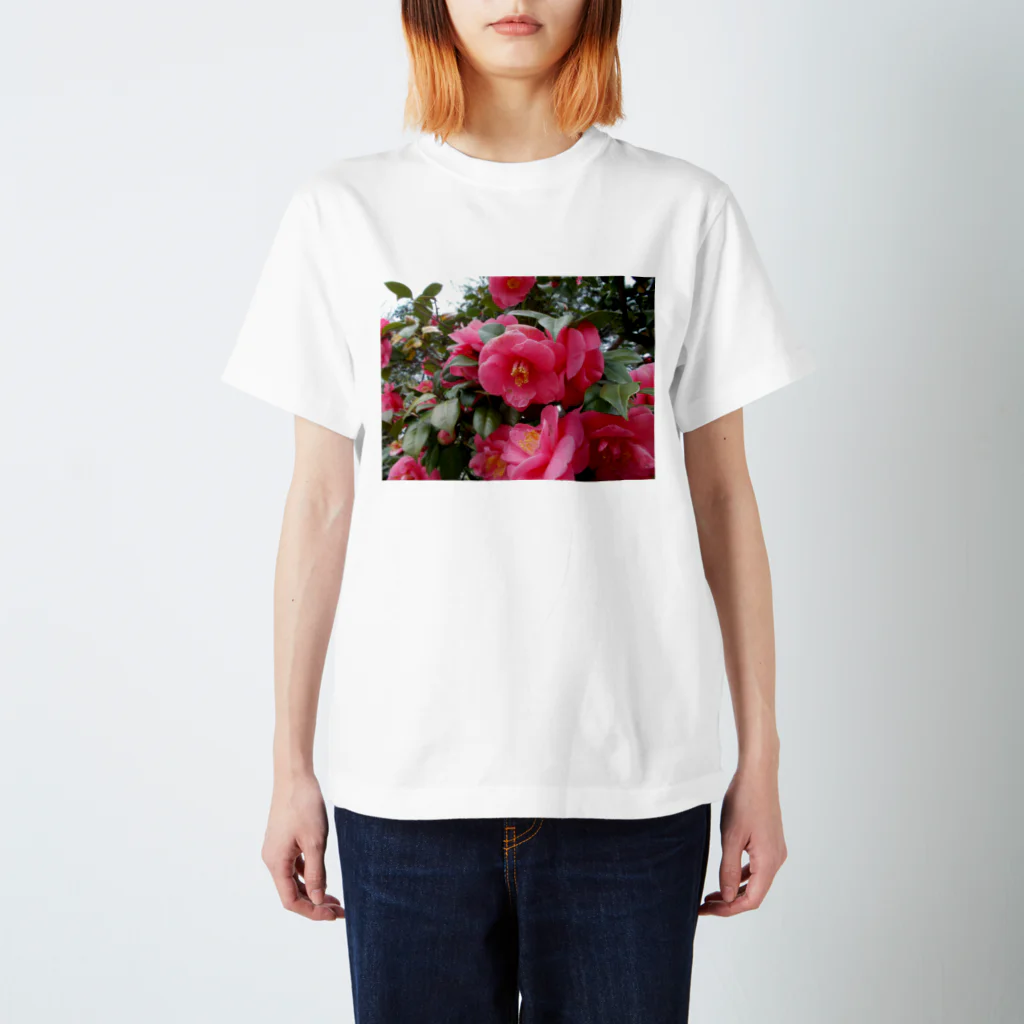 fun timeのPink camelia blooming カメリア スタンダードTシャツ