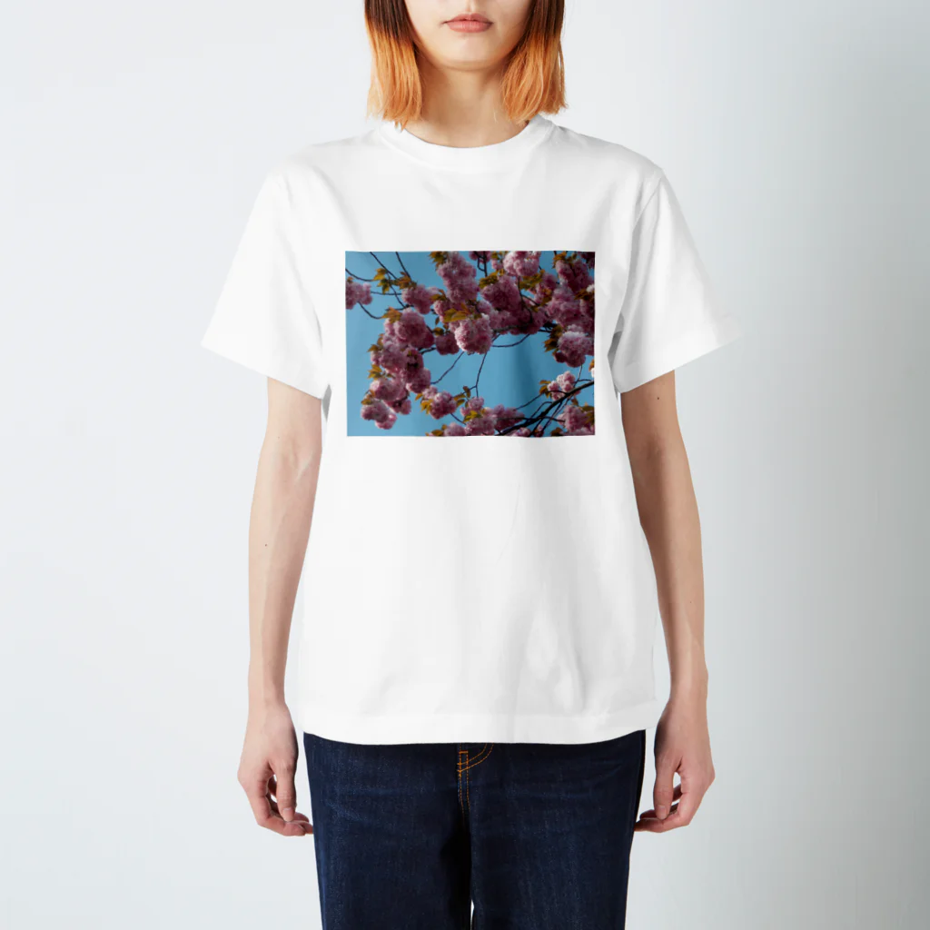 fun timeのCherry blossoms in this year 今年の桜 Regular Fit T-Shirt