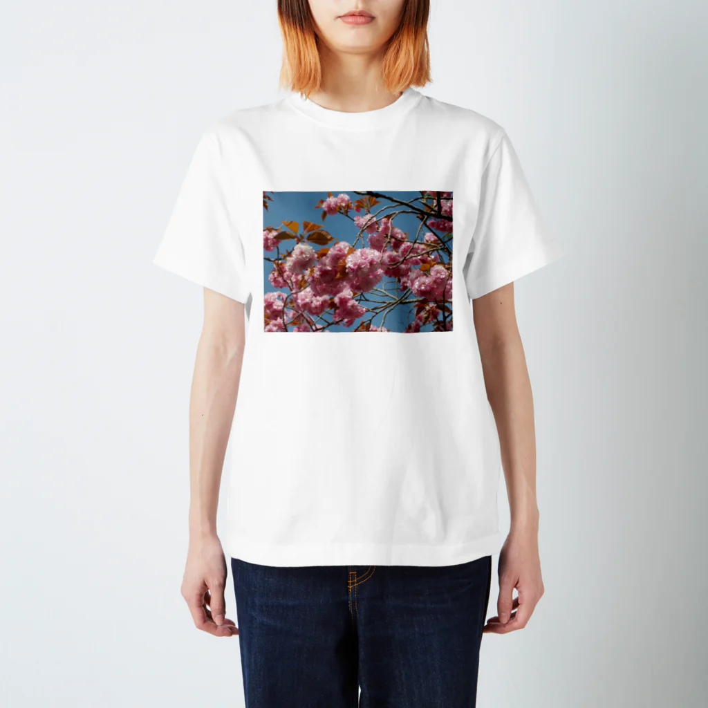 fun timeのCherry blossoms are close to Hanyu's monument 可憐な桜 スタンダードTシャツ