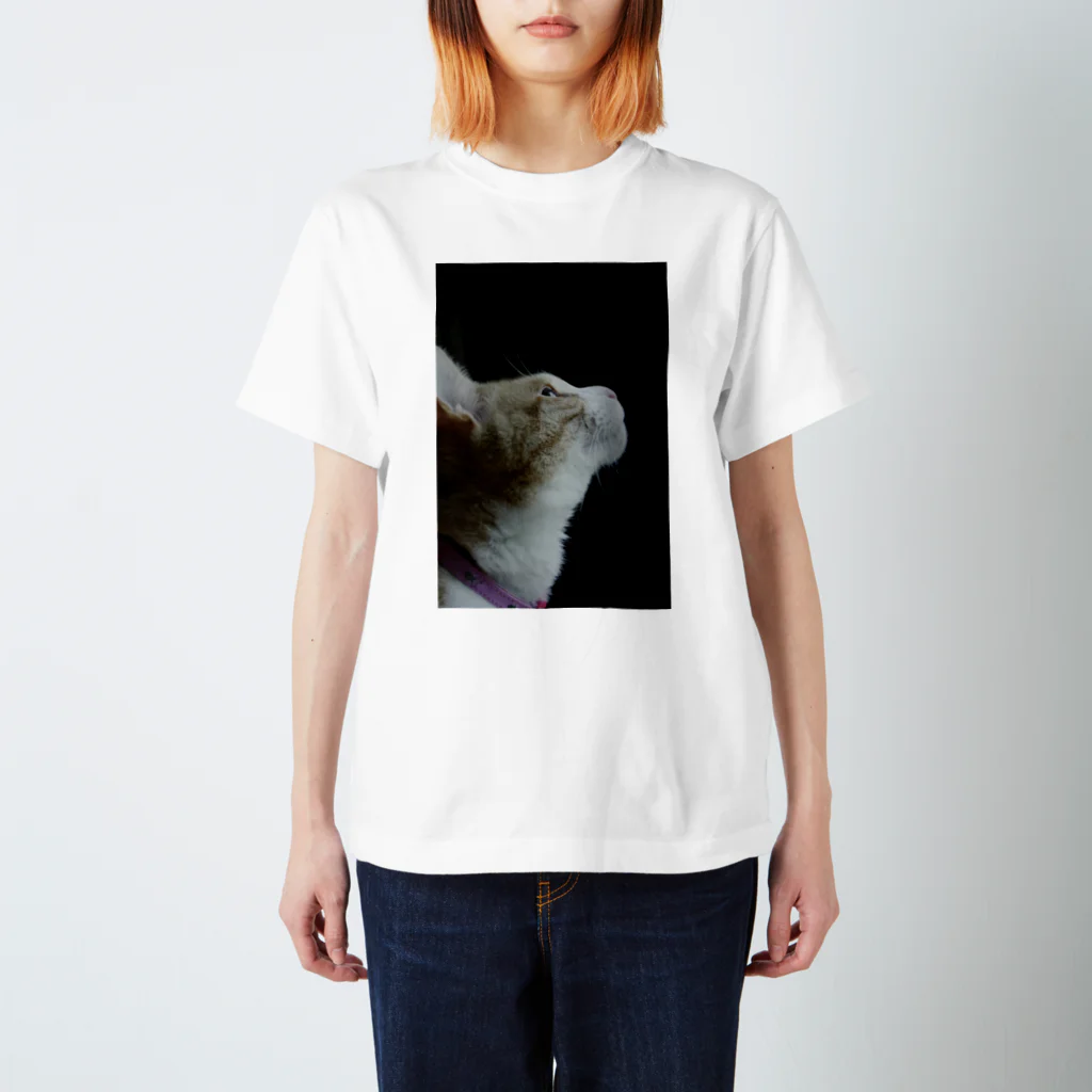 Catoneの猫写真シリーズ スタンダードTシャツ