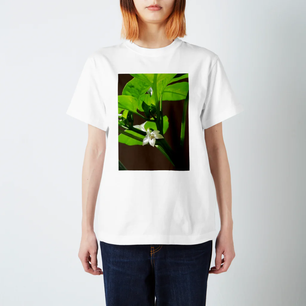 mikado03のピーマンの花 スタンダードTシャツ