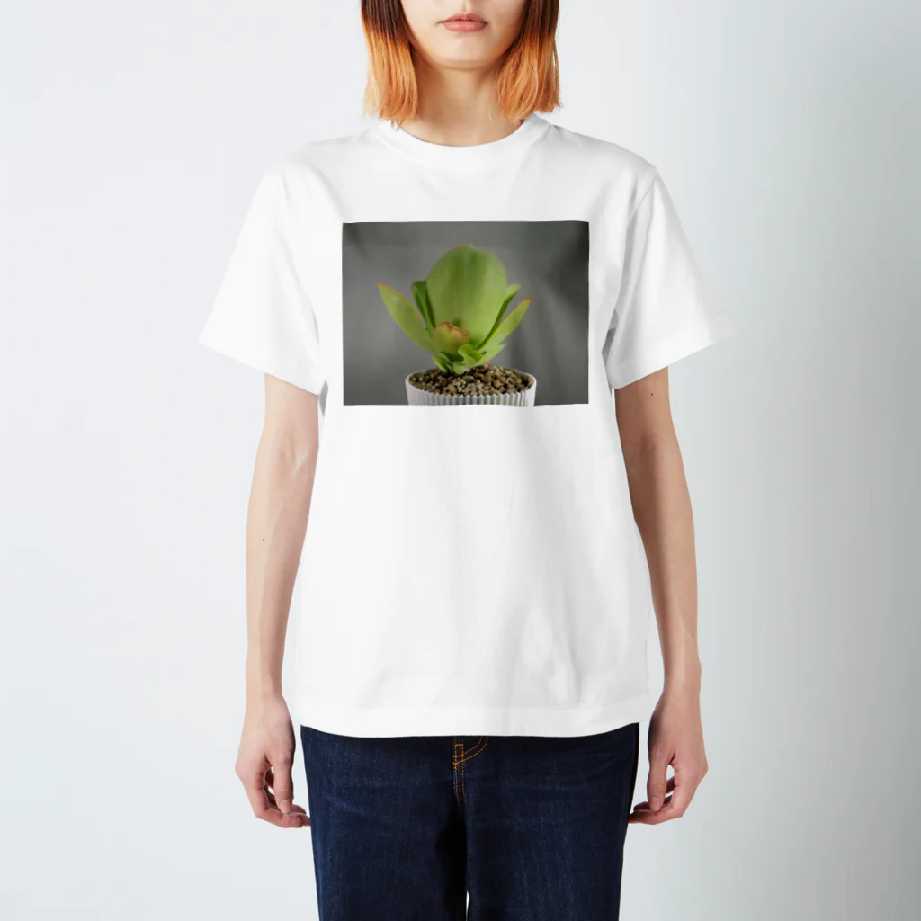 TANIKUDO by DJ.Plugmaticsの多肉植物A スタンダードTシャツ