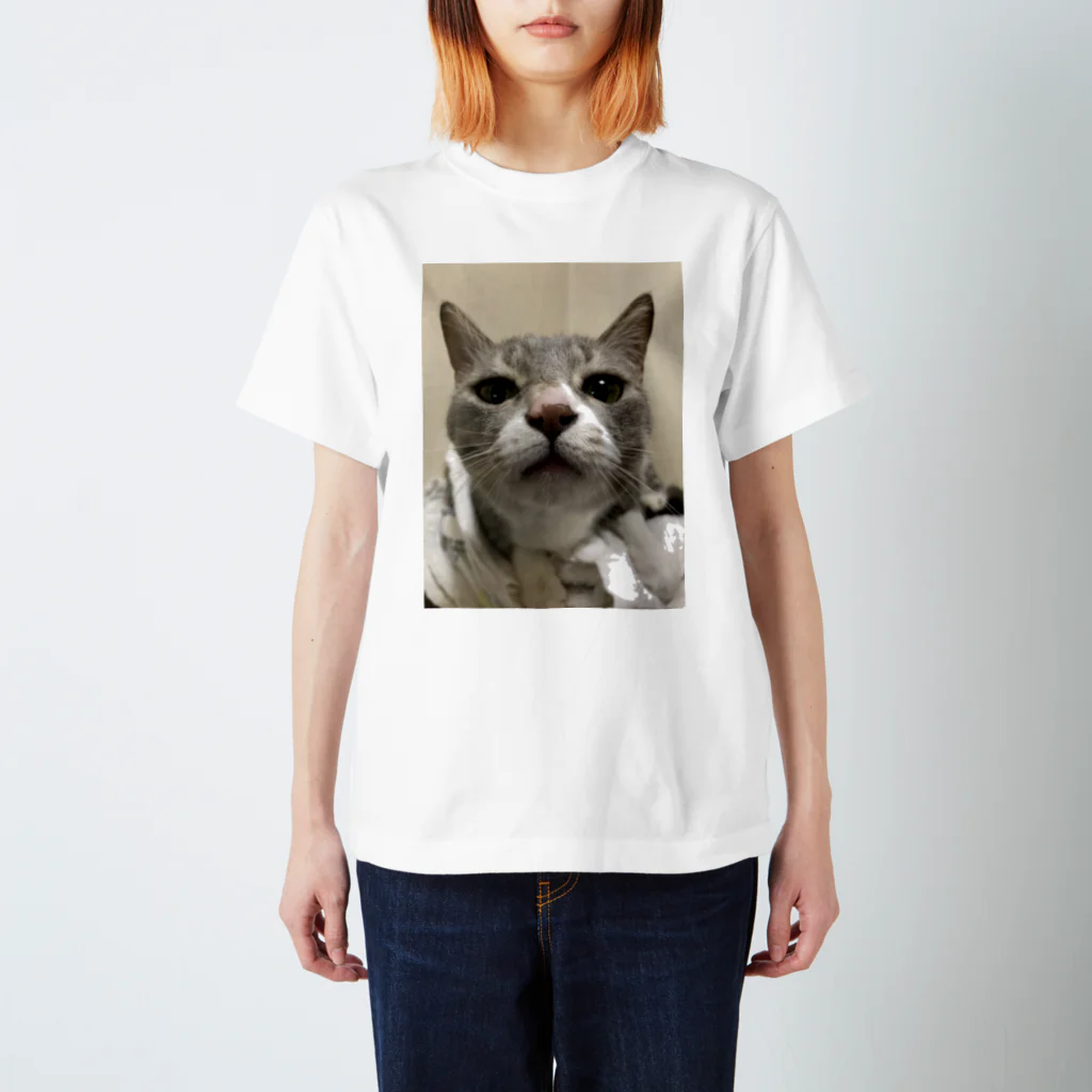 猫和尚のＴシャツ屋さんの猫が寄ってくるのです。 スタンダードTシャツ