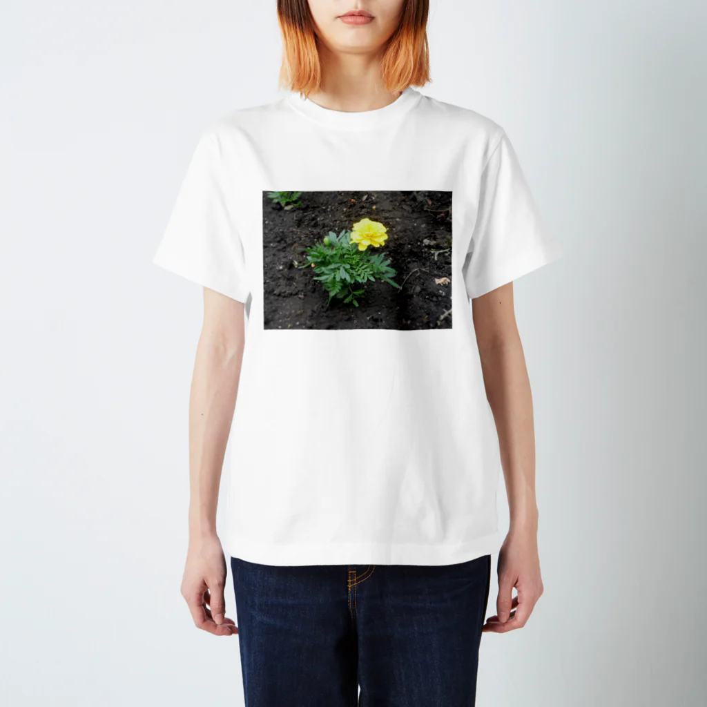 吉原教室の初夏の花壇 スタンダードTシャツ