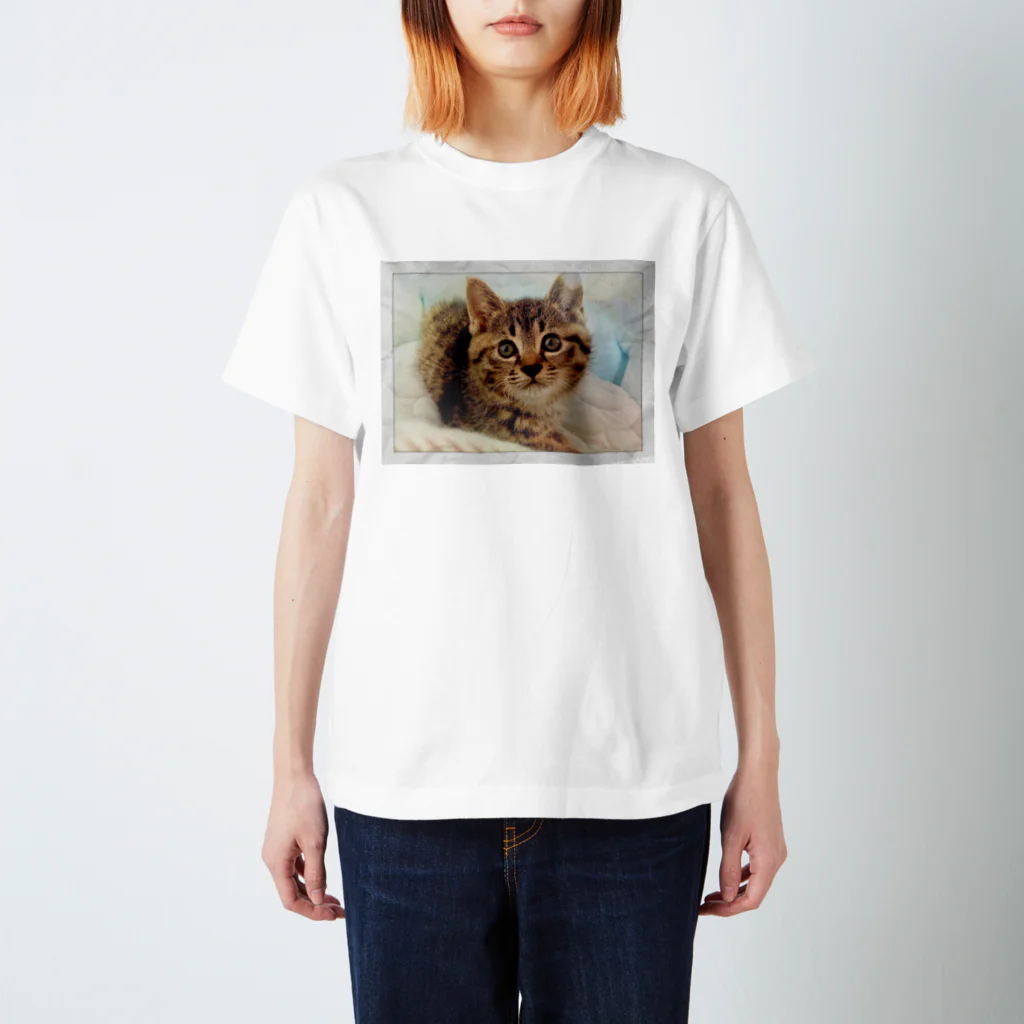 Maipinekoの保護猫ぽん様 スタンダードTシャツ