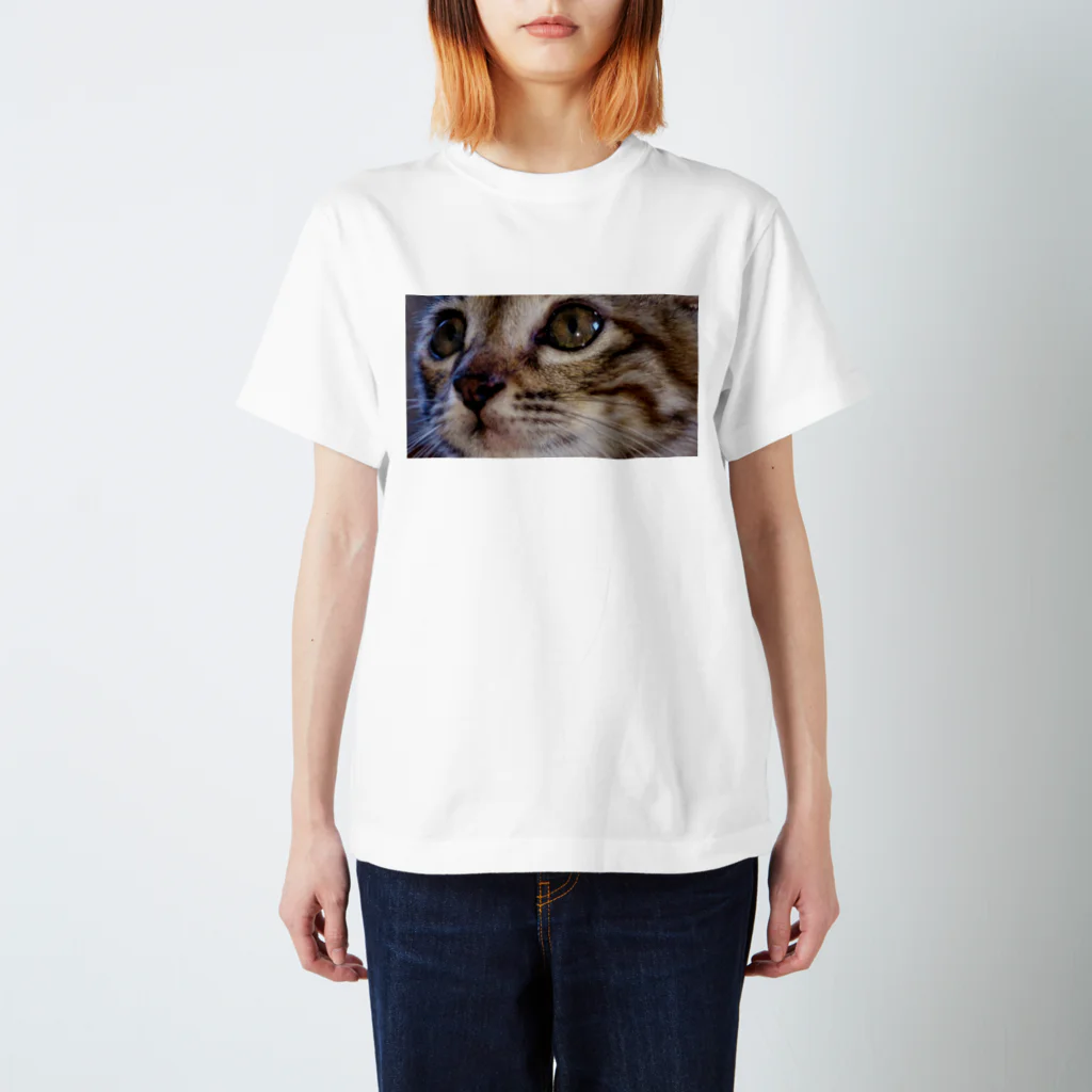 天然極楽鳥のこねこ スタンダードTシャツ