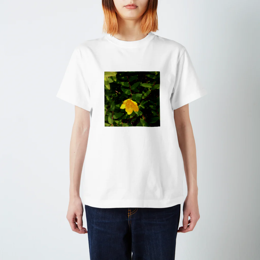 Haru “Casade Verde”のヒペリカムヒドコート スタンダードTシャツ