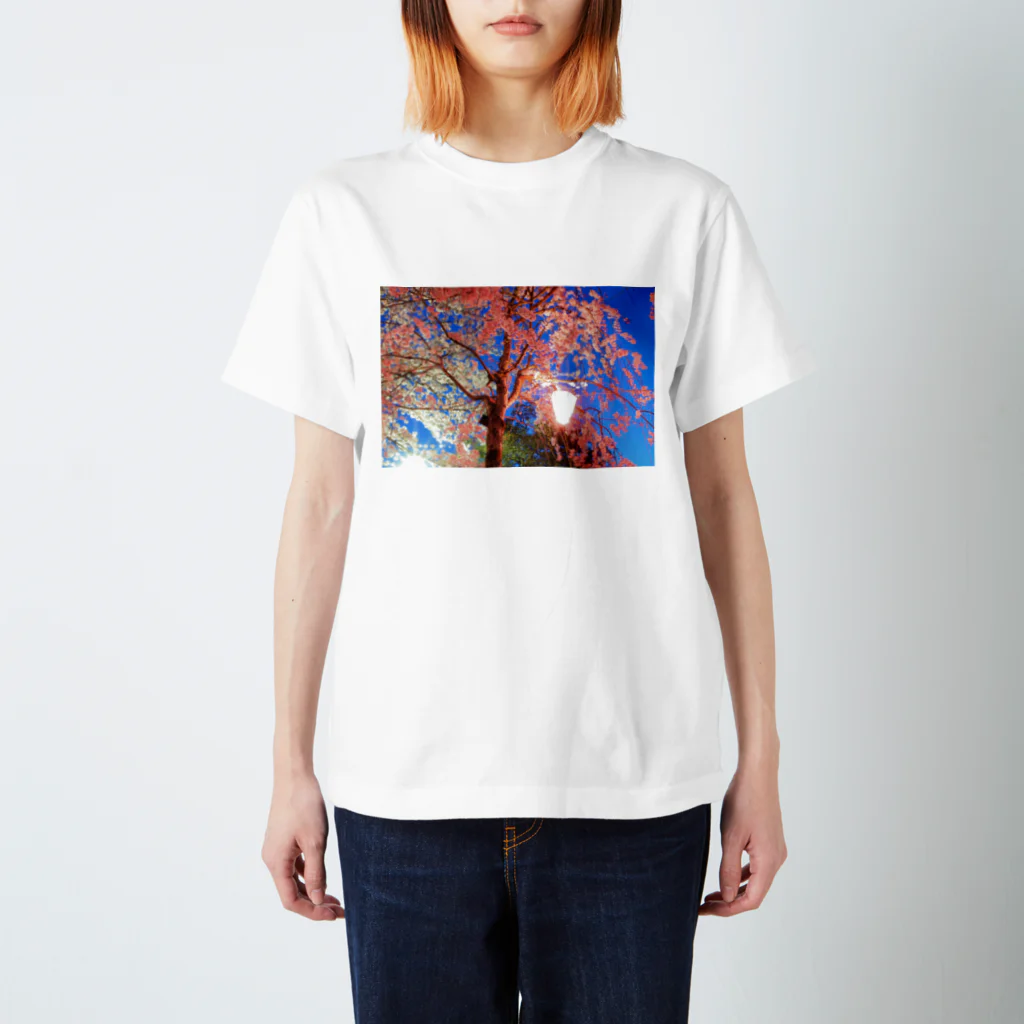 椎茸の桜 スタンダードTシャツ