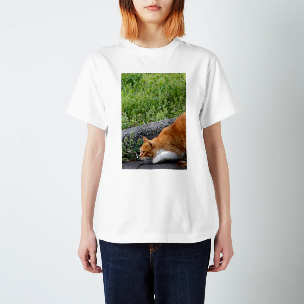 シッポ追いの猫写真店のロックオン！ スタンダードTシャツ