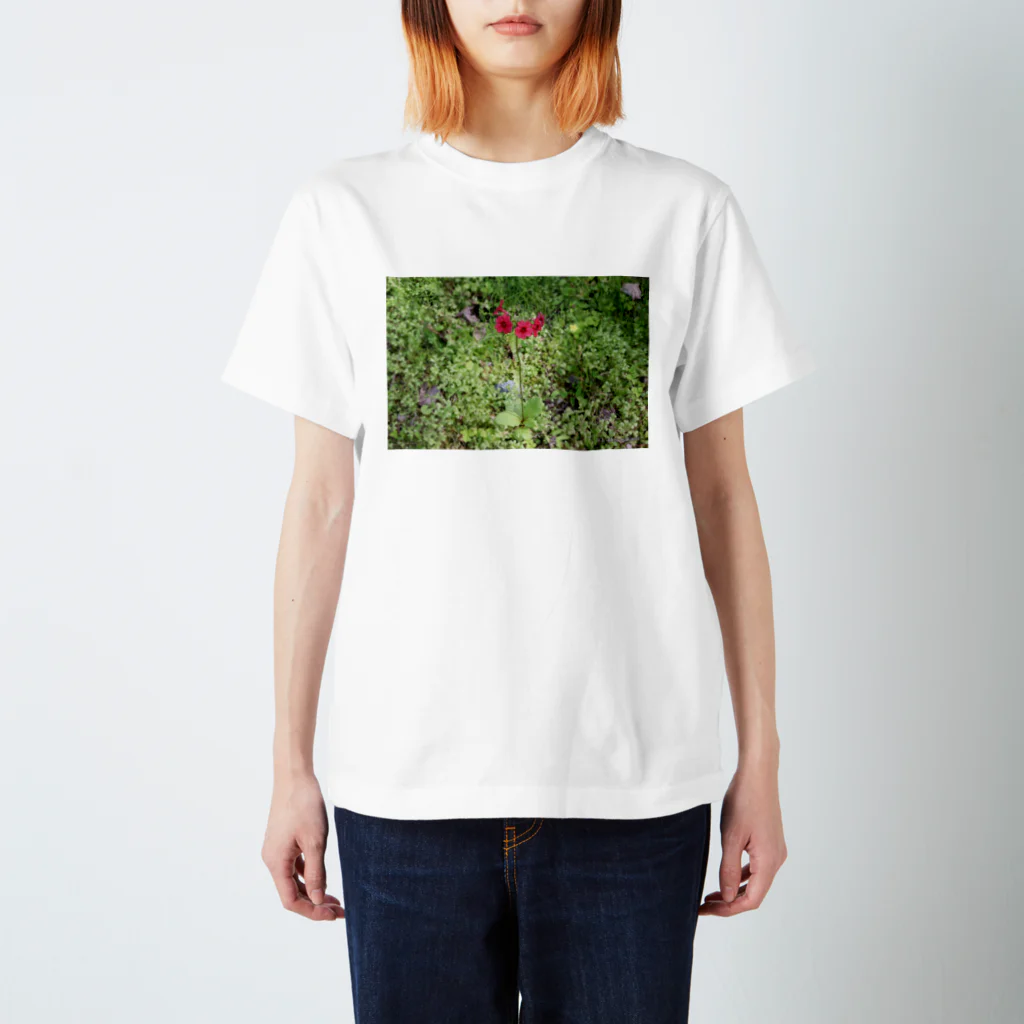 Aiko Nakanoの桜草 スタンダードTシャツ