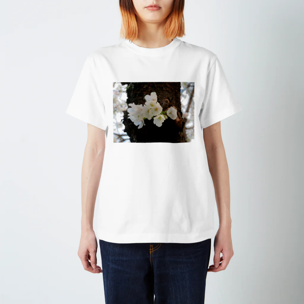 愛自然写真の桜(アップ) スタンダードTシャツ