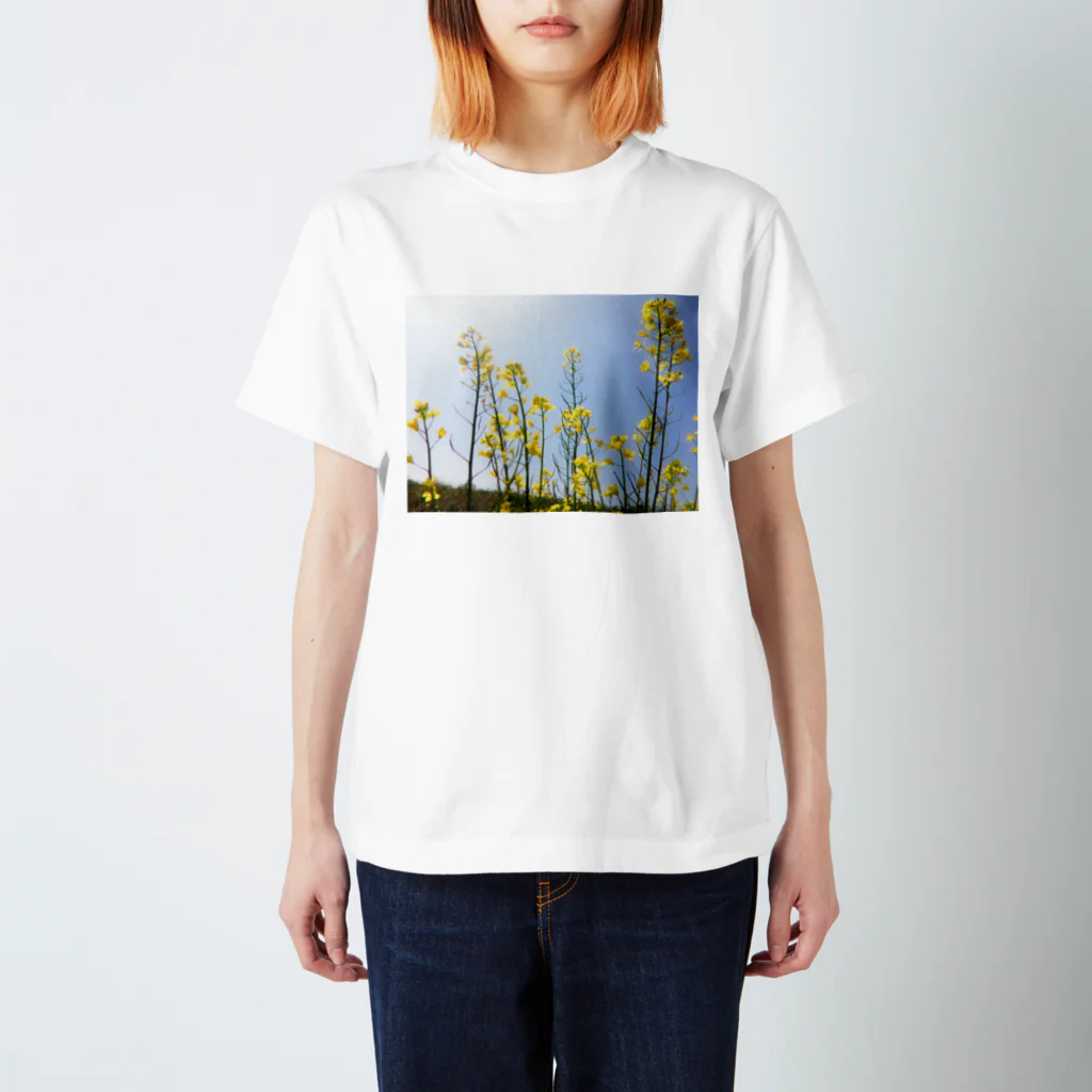 Willの菜の花 スタンダードTシャツ